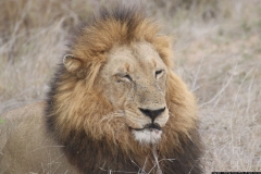 KNP_0457