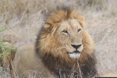 KNP_0459
