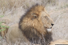KNP_0460
