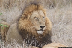 KNP_0461
