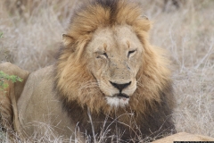 KNP_0462