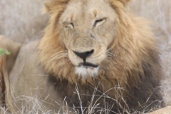 KNP_0463