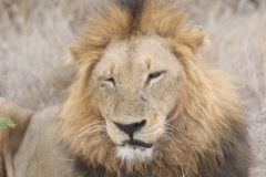 KNP_0464