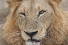 KNP_0465
