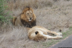 KNP_0466