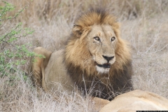 KNP_0467