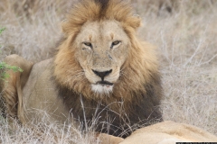 KNP_0468