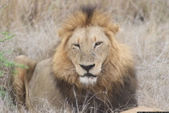 KNP_0469