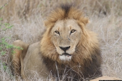 KNP_0470