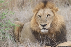 KNP_0471