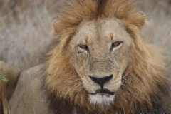 KNP_0473