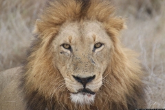 KNP_0474