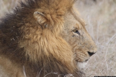 KNP_0475