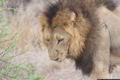 KNP_0476