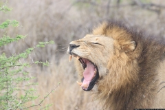KNP_0477