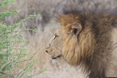 KNP_0478