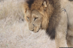 KNP_0481