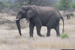 KNP_0493