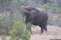 KNP_0500