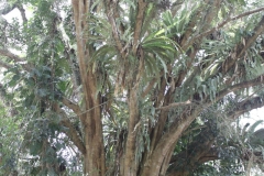 BNL_0170