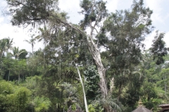 BNL_0185