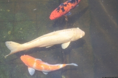 BNL_0190