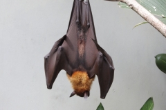 BNL_0289
