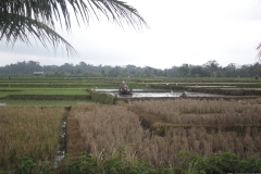 BNL_0305
