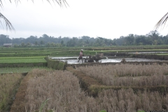 BNL_0307