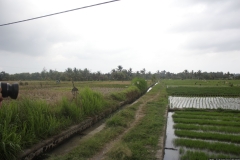 BNL_0311