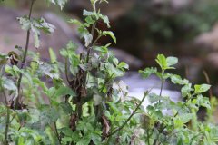 IMG_3621_ergebnis