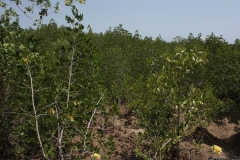 BNL_0373