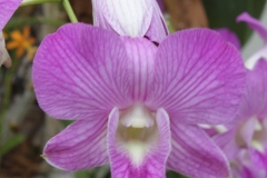 SP_0046